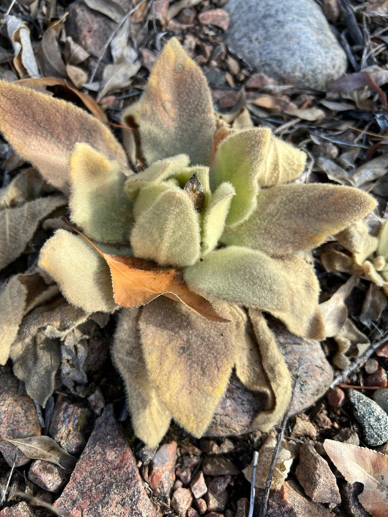 Verbascum thapsus photograph 5