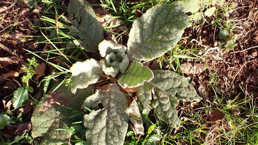 Verbascum thapsus photograph 2