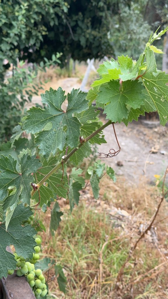 Vitis vinifera photograph 2