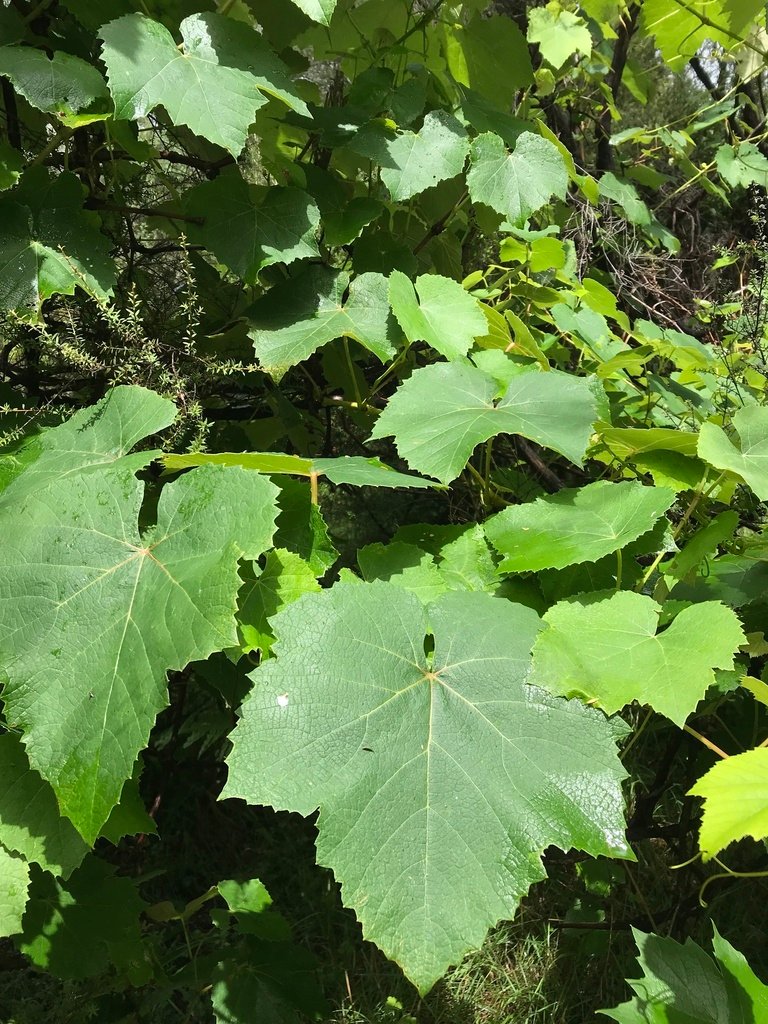 Vitis vinifera