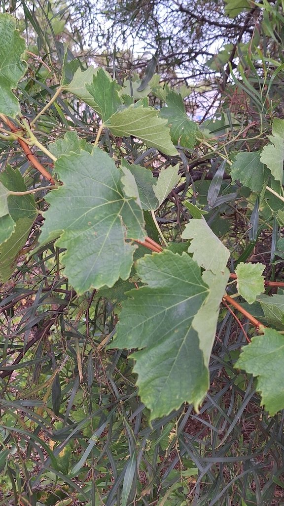 Vitis vinifera photograph 3