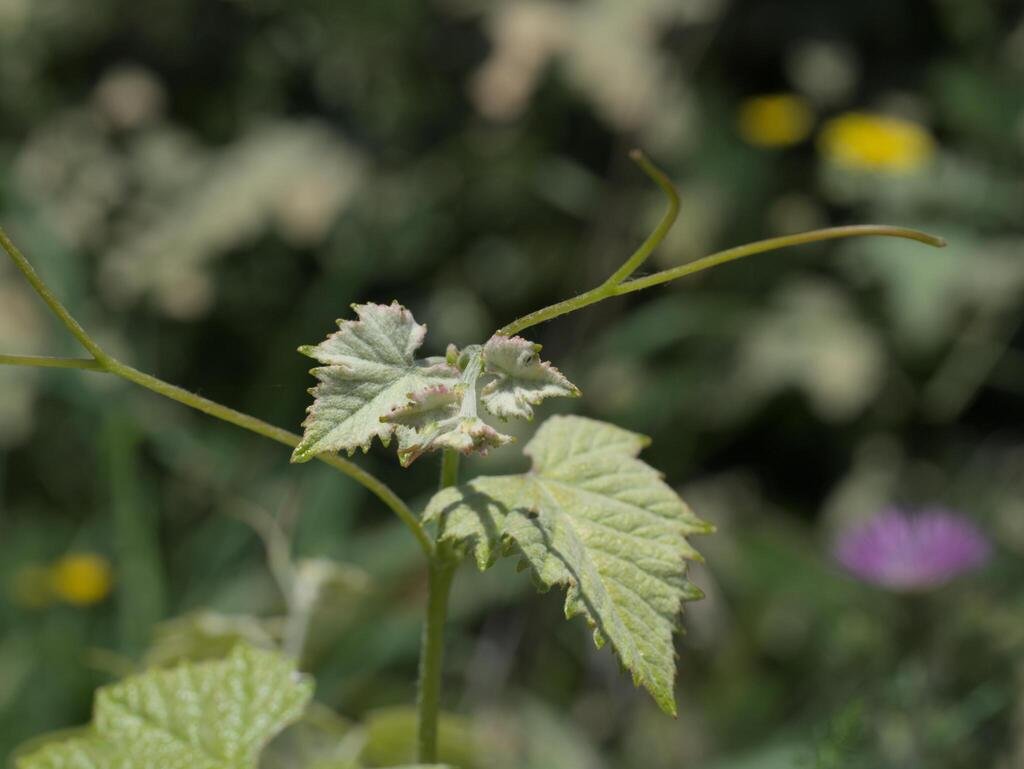 Vitis vinifera photograph 6
