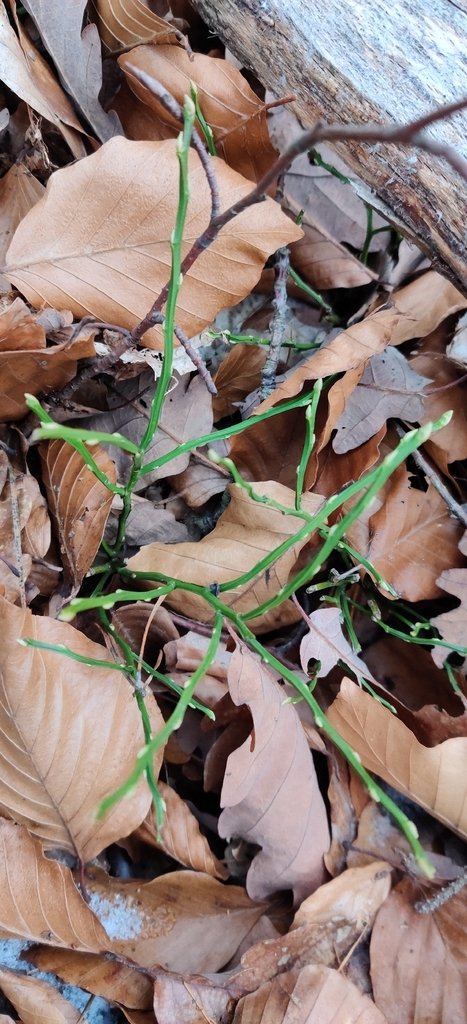 Vaccinium myrtillus photograph 2