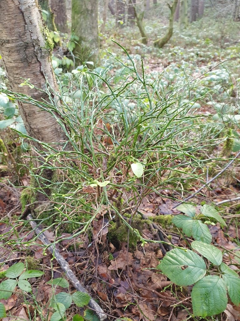 Vaccinium myrtillus
