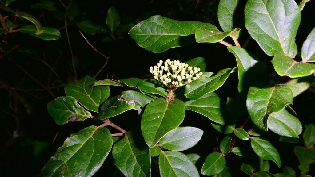 Viburnum tinus photograph 5