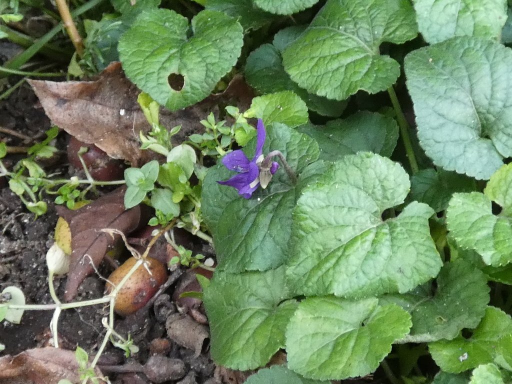 Viola odorata photograph 4