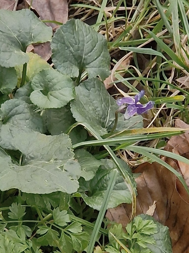 Viola odorata photograph 3