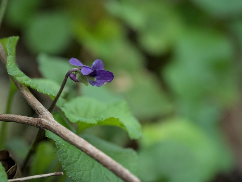 Viola odorata
