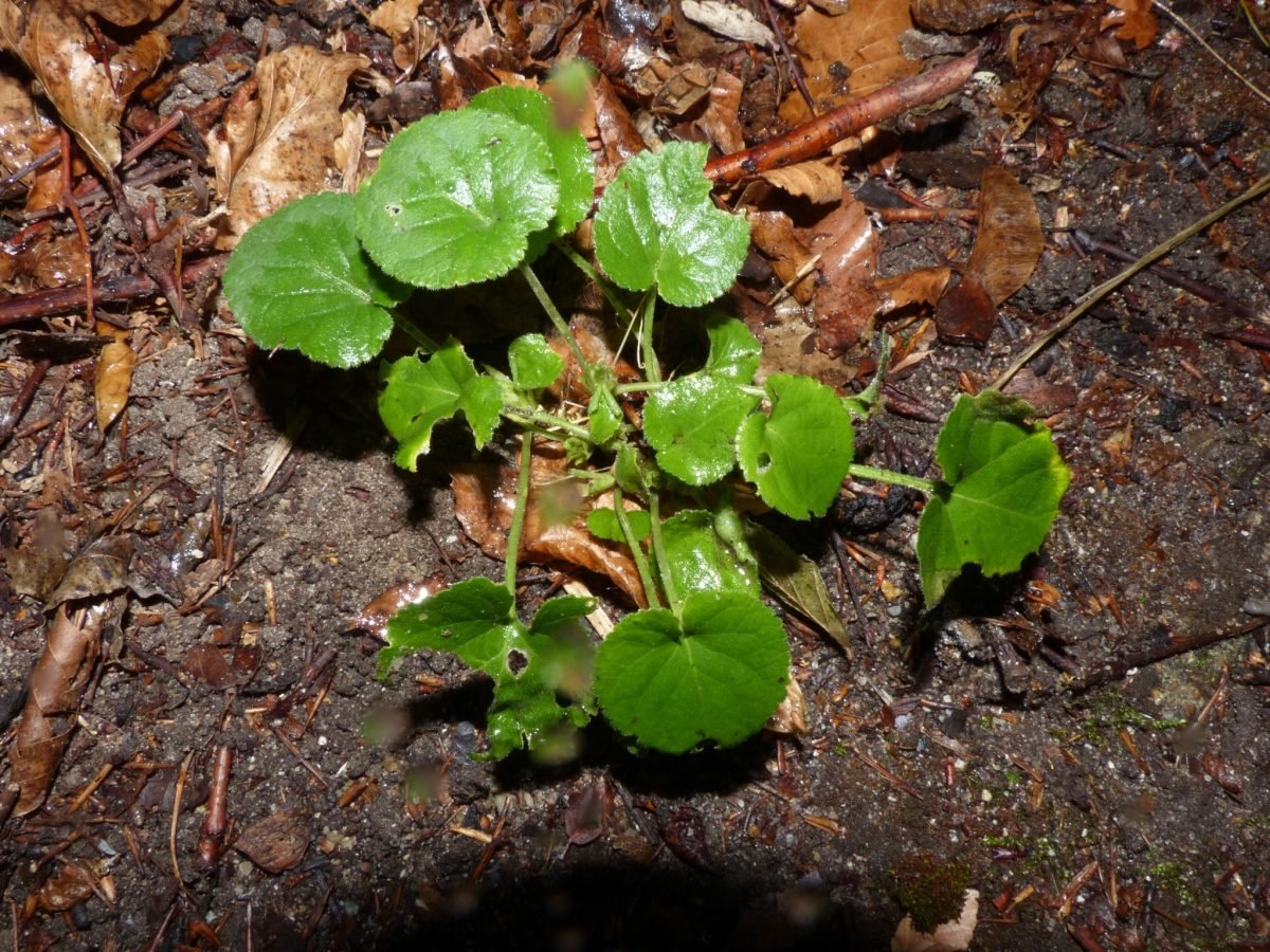 Viola odorata photograph 5
