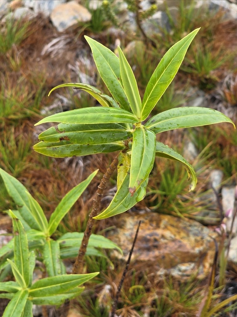 Veronica salicifolia photograph 3