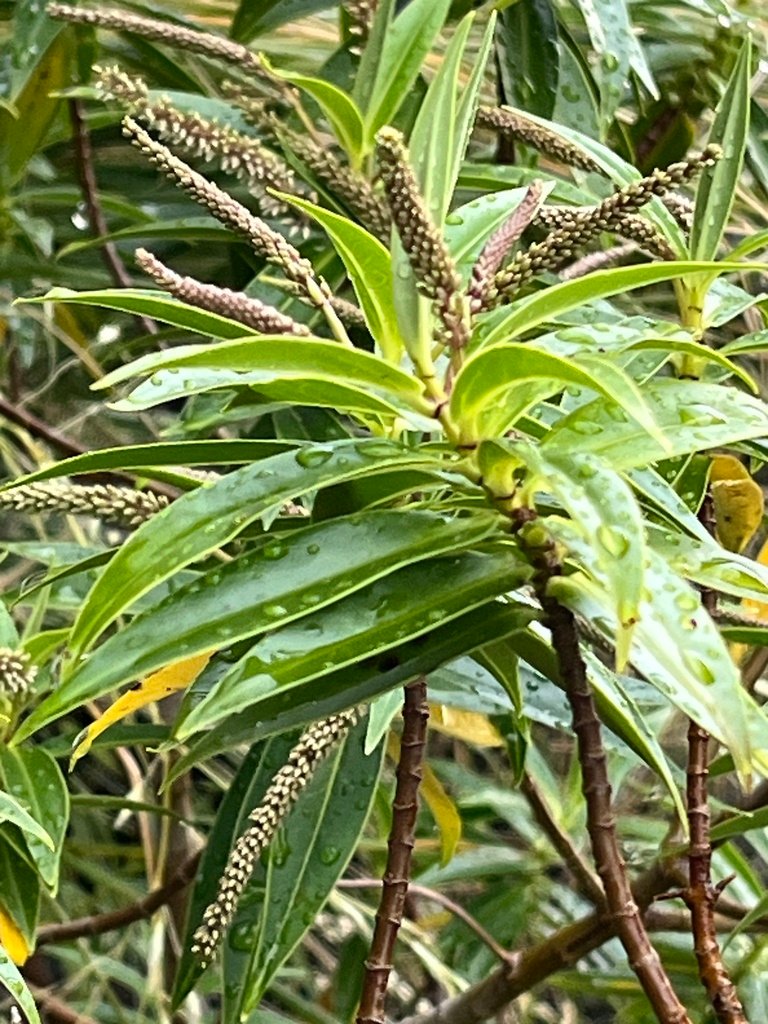 Veronica salicifolia photograph 4
