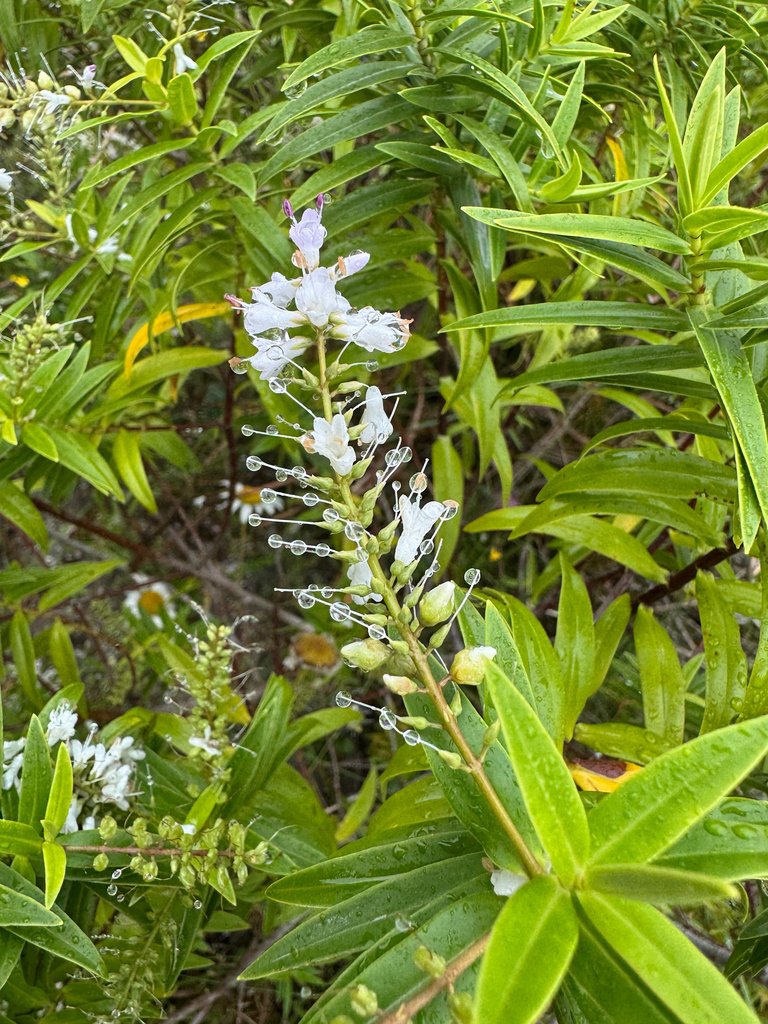 Veronica salicifolia photograph 2