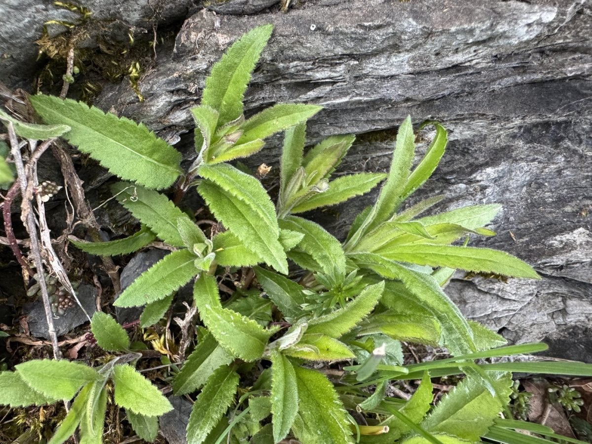 Veronica spicata photograph 4