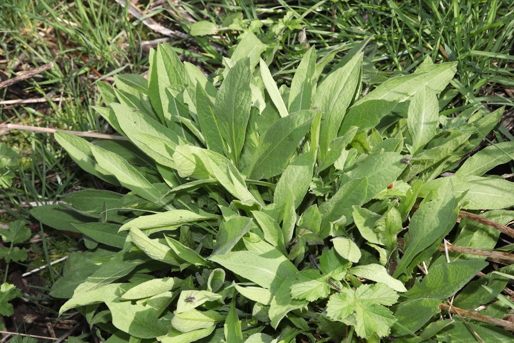 Symphytum officinale photograph 6