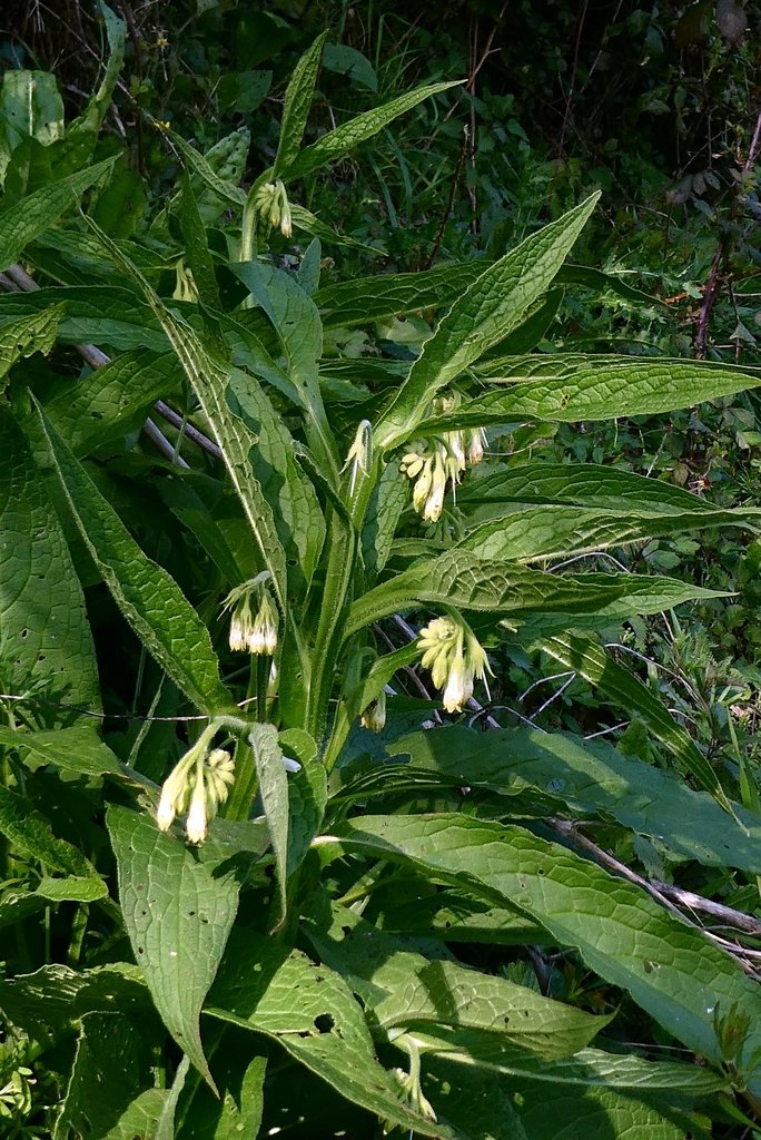 Symphytum officinale photograph 4