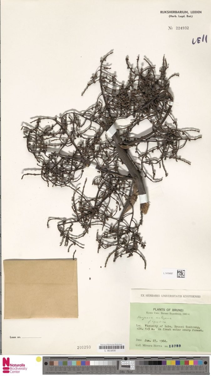 Hanguana anthelminthica photograph 3