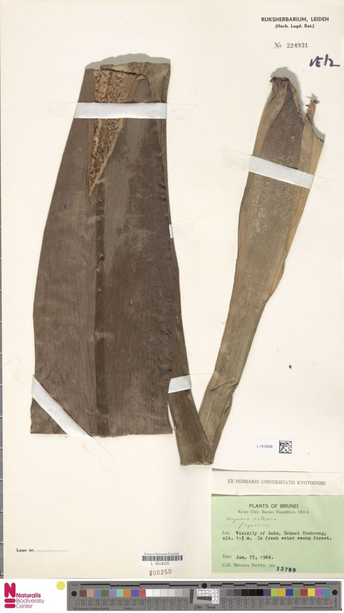 Hanguana anthelminthica photograph 4