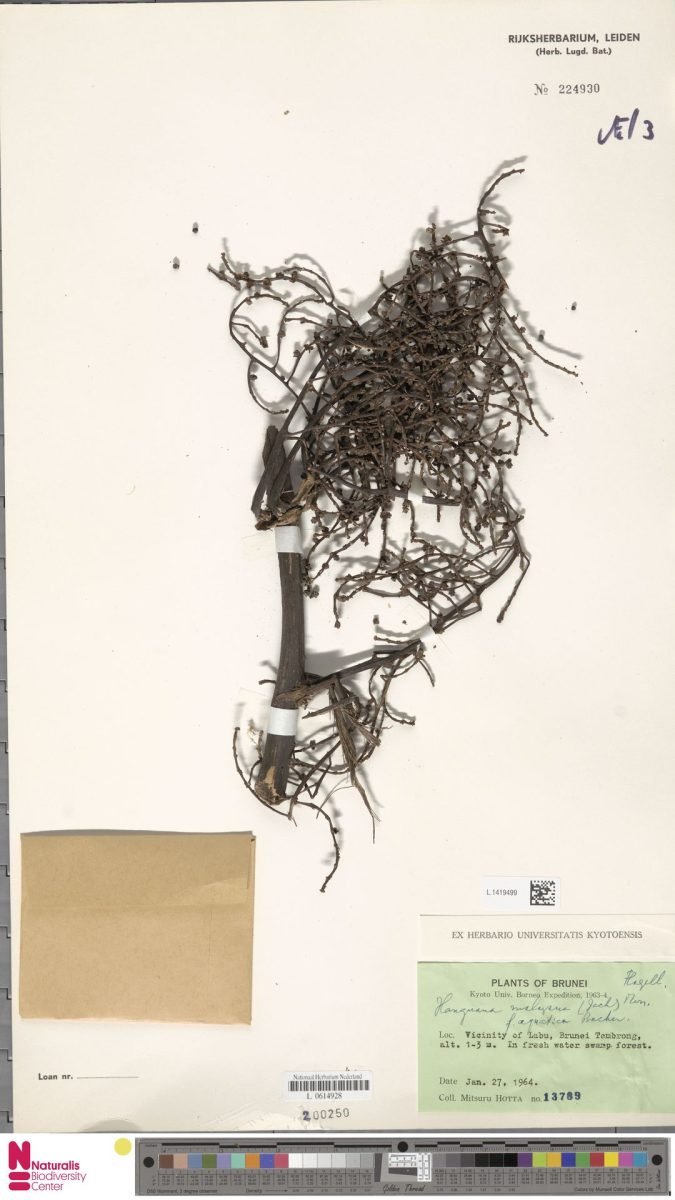 Hanguana anthelminthica photograph 5
