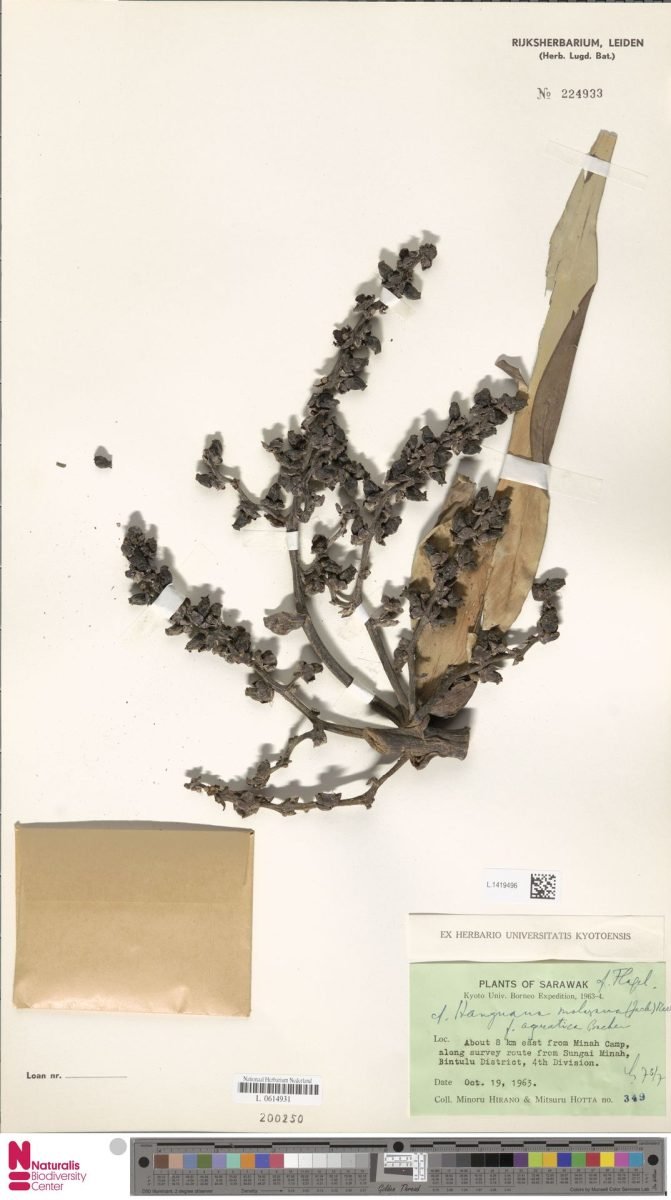 Hanguana anthelminthica photograph 6