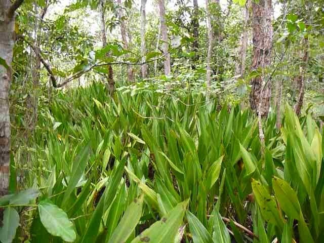 Hanguana anthelminthica photograph 2