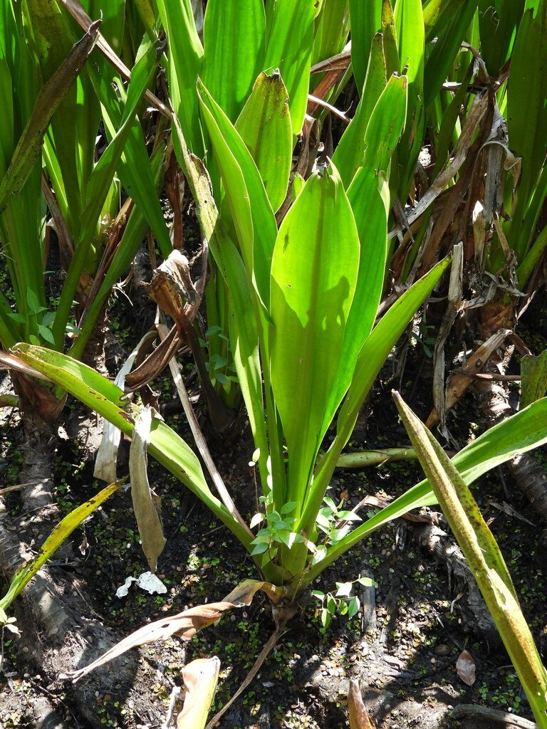 Hanguana anthelminthica