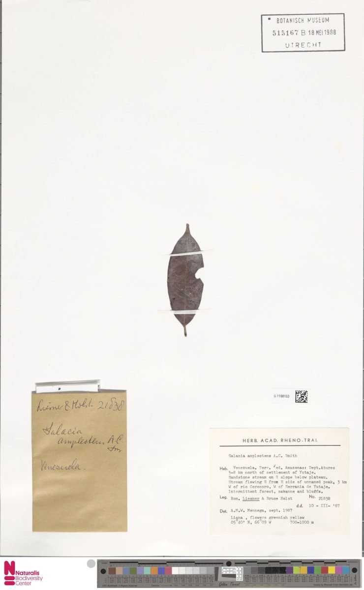 Salacia amplectens photograph 5