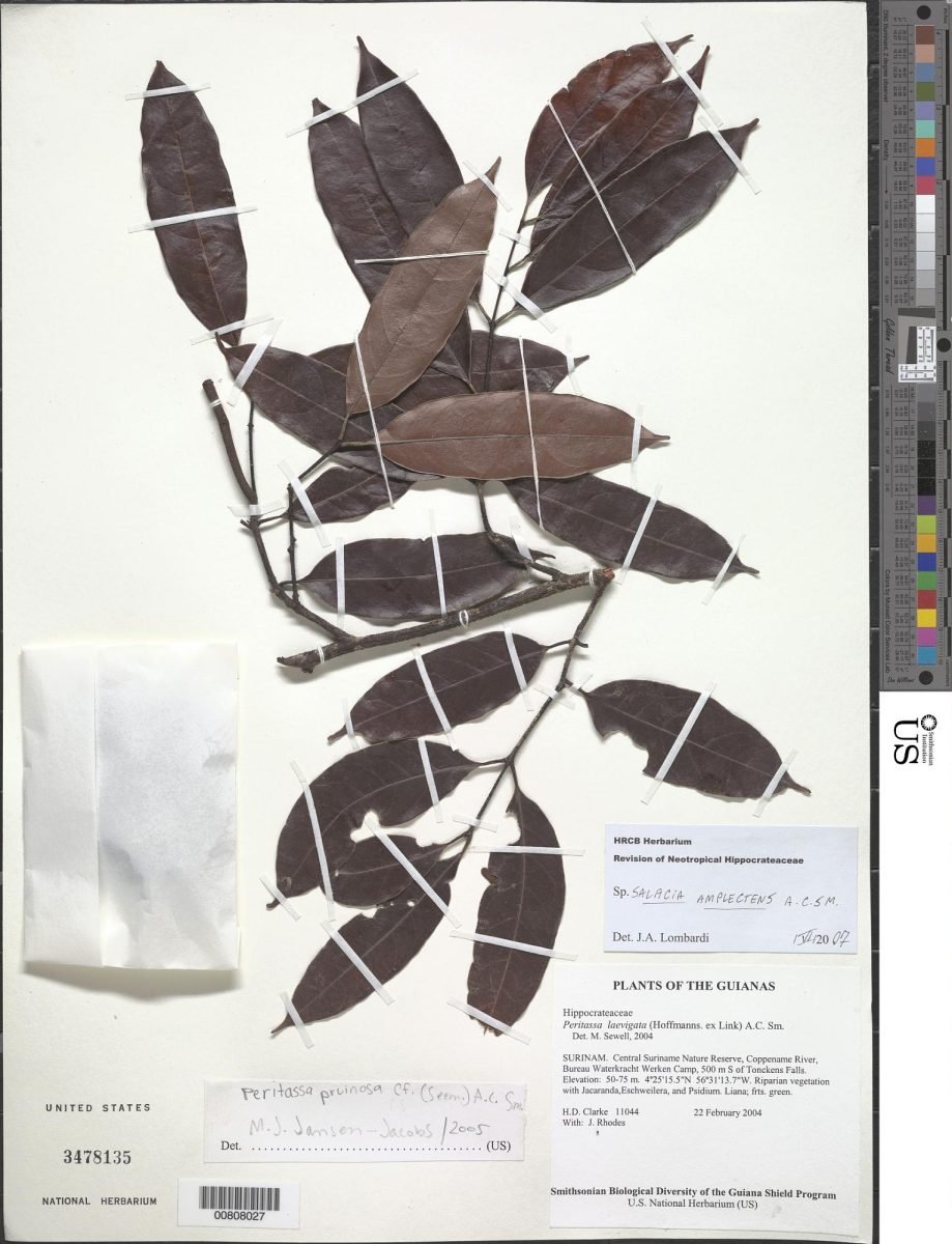 Salacia amplectens
