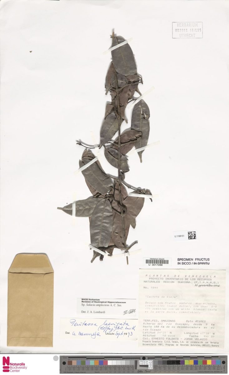 Salacia amplectens photograph 3