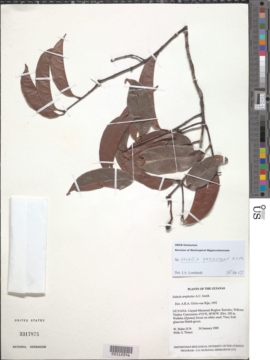 Salacia amplectens photograph 2