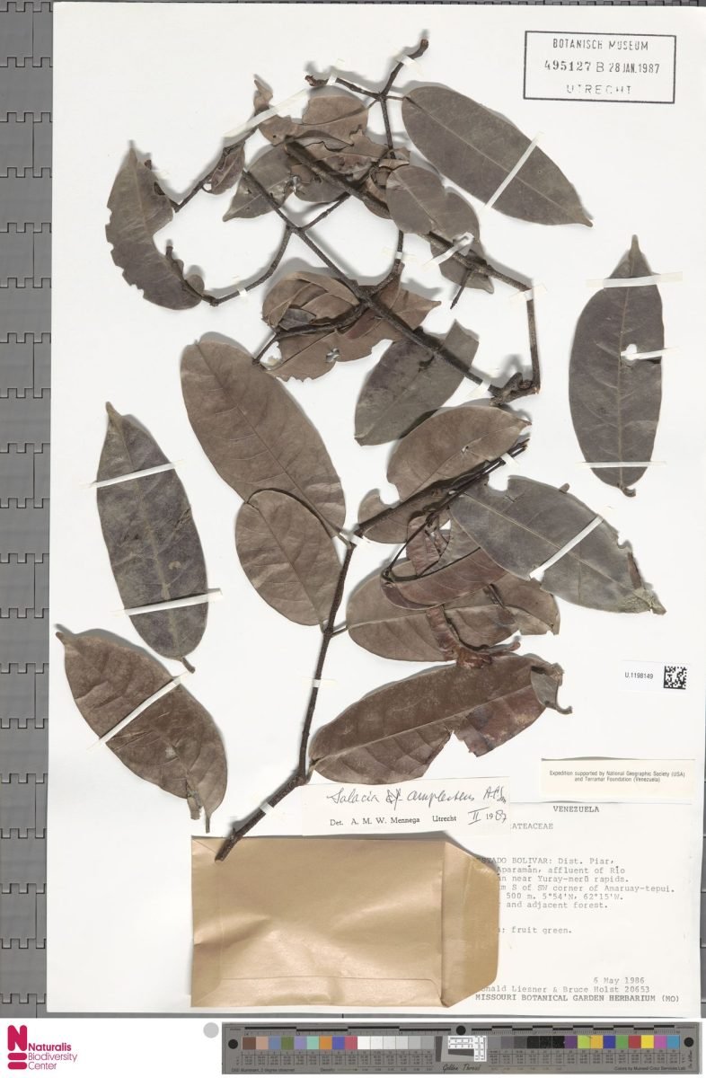 Salacia amplectens photograph 6