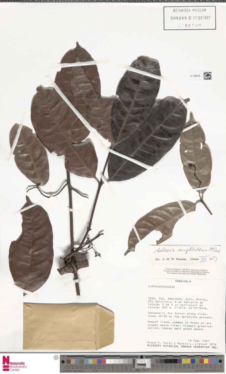 Salacia amplectens photograph 4