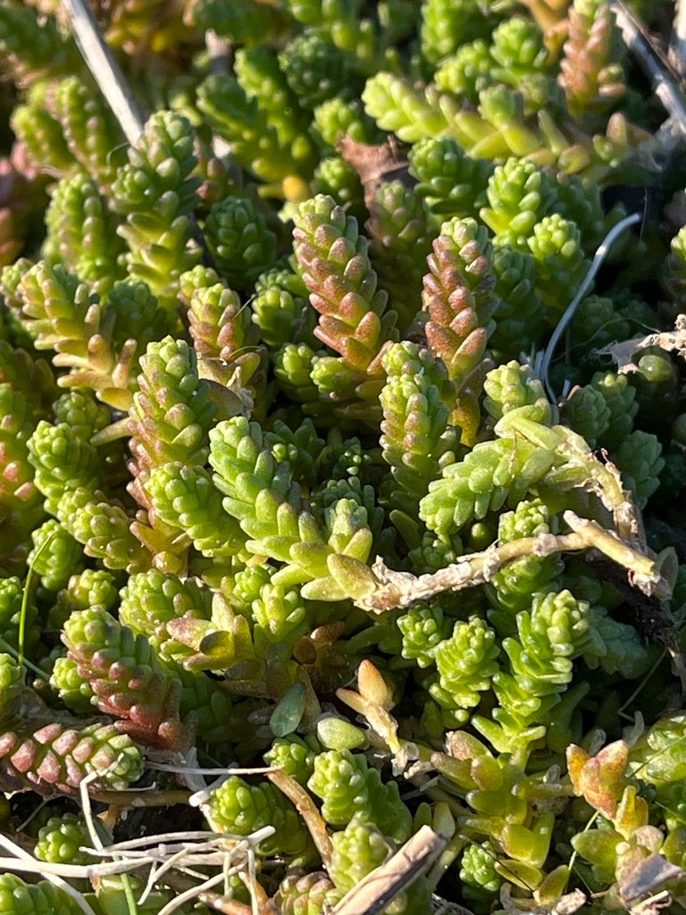 Sedum acre