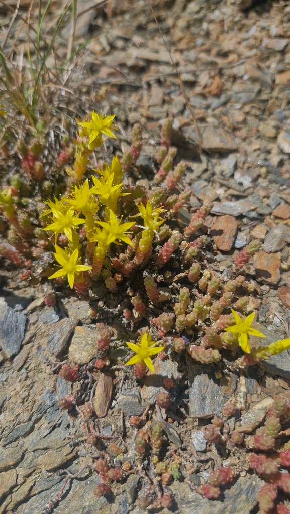 Sedum acre photograph 2