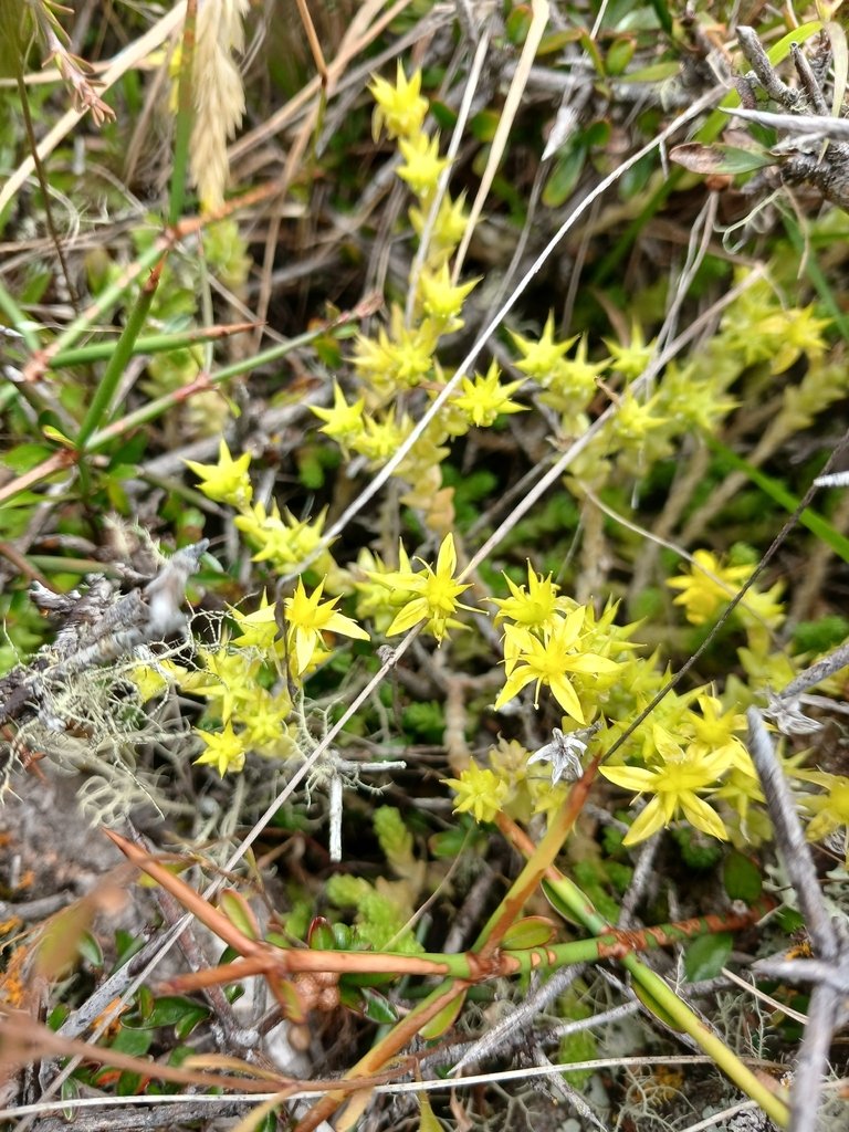 Sedum acre photograph 5