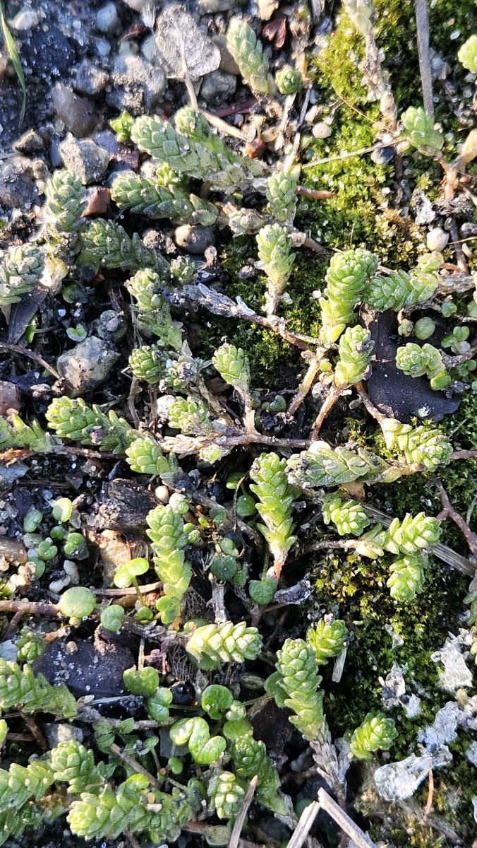 Sedum acre photograph 3