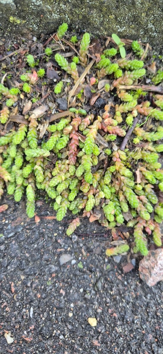 Sedum acre photograph 4