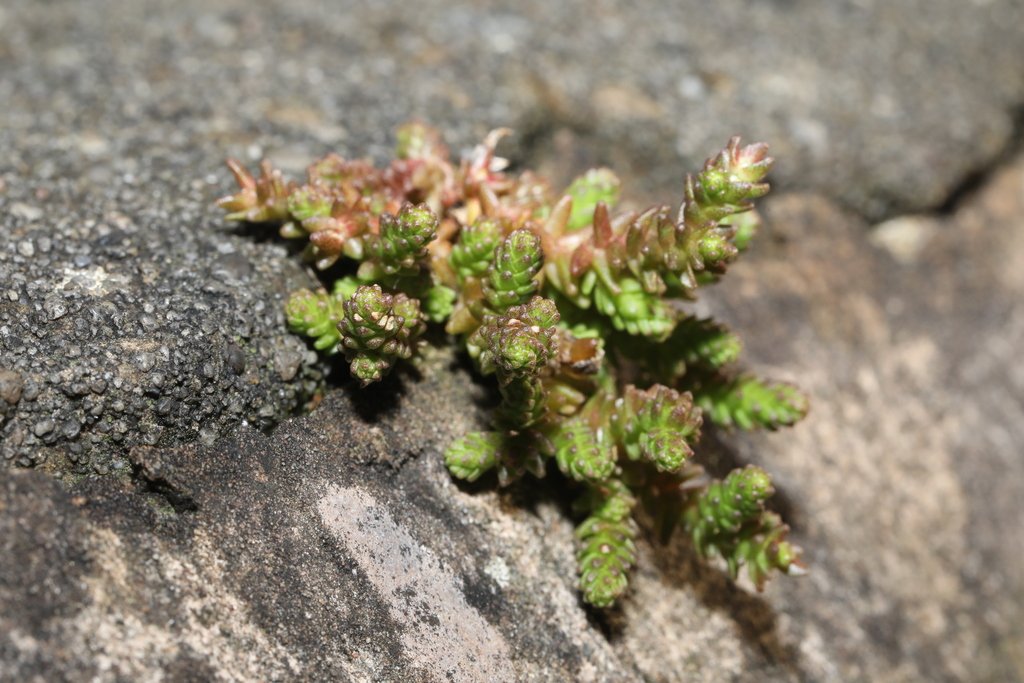 Sedum acre photograph 6