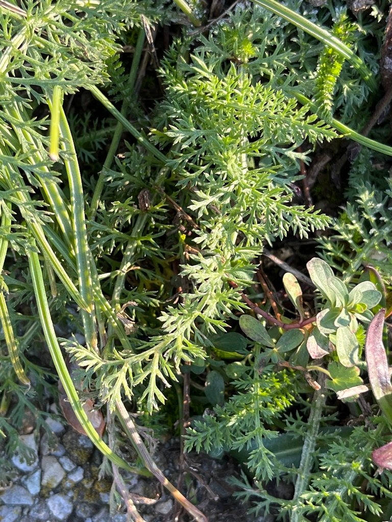 Achillea millefolium photograph 5