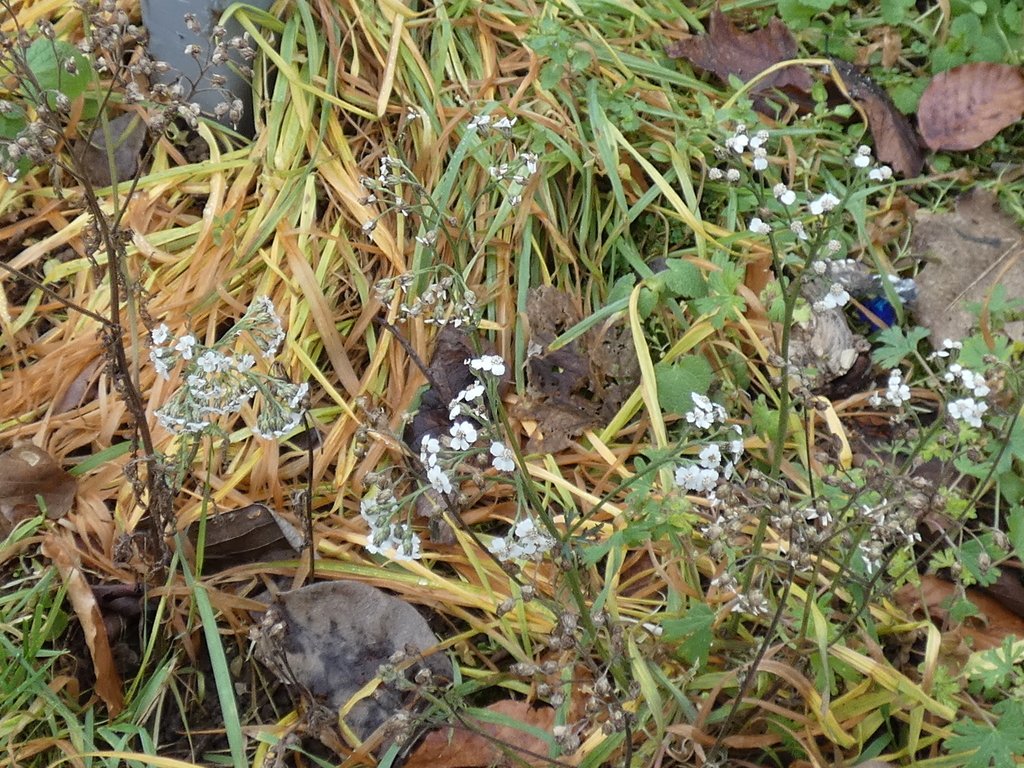 Achillea millefolium photograph 3