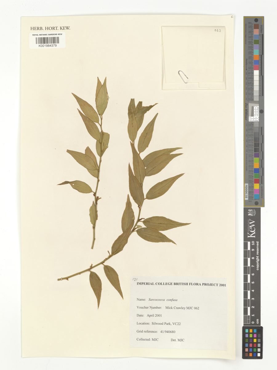 Sarcococca confusa photograph 4