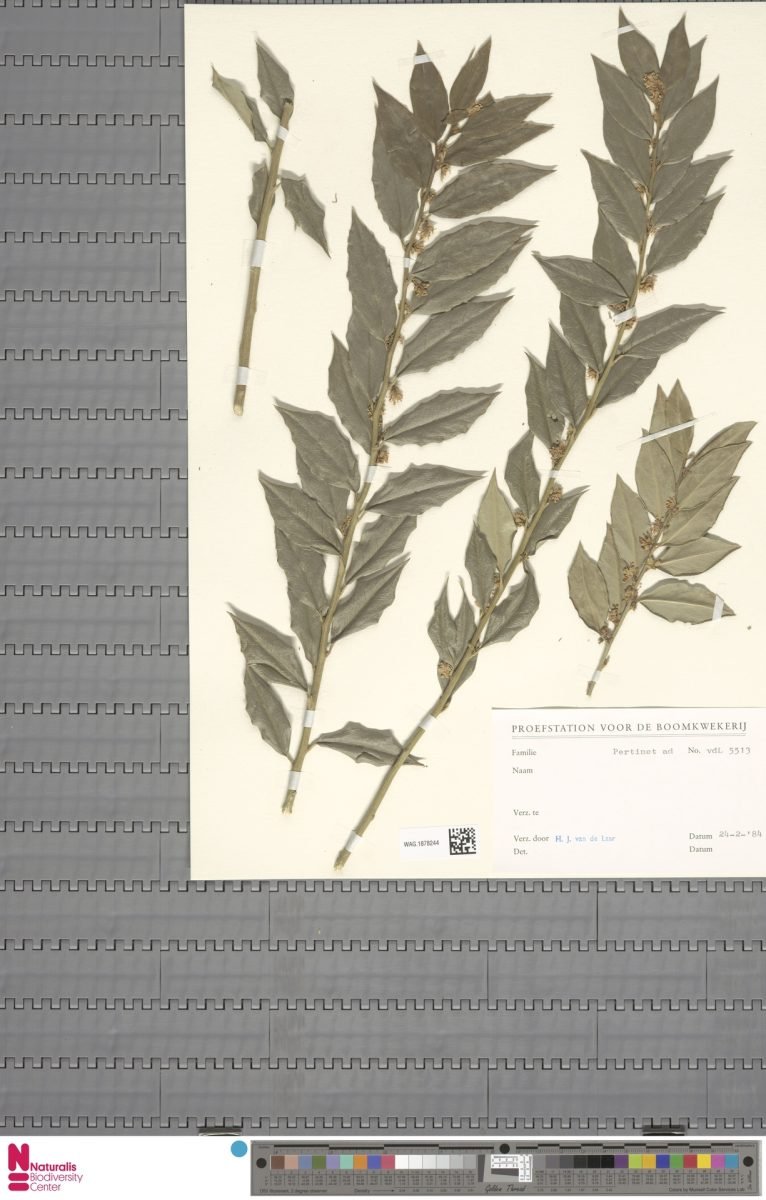 Sarcococca confusa photograph 5