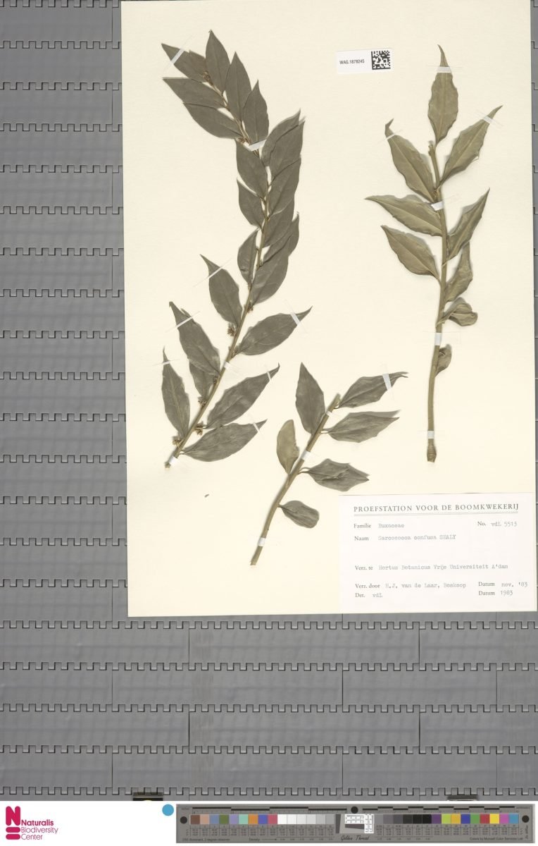 Sarcococca confusa photograph 6