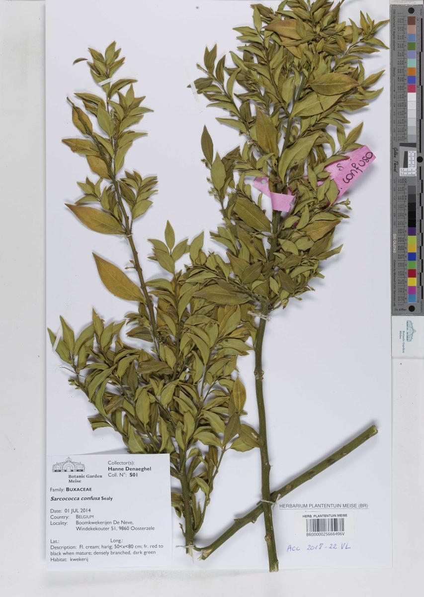 Sarcococca confusa photograph 2