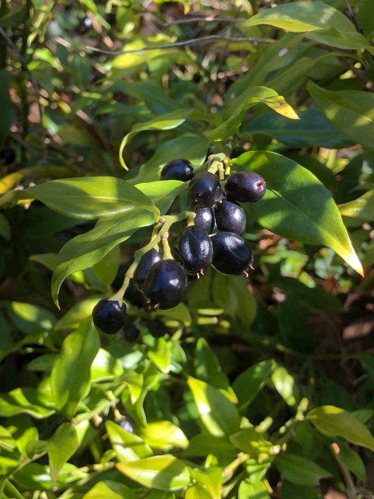 Sarcococca confusa