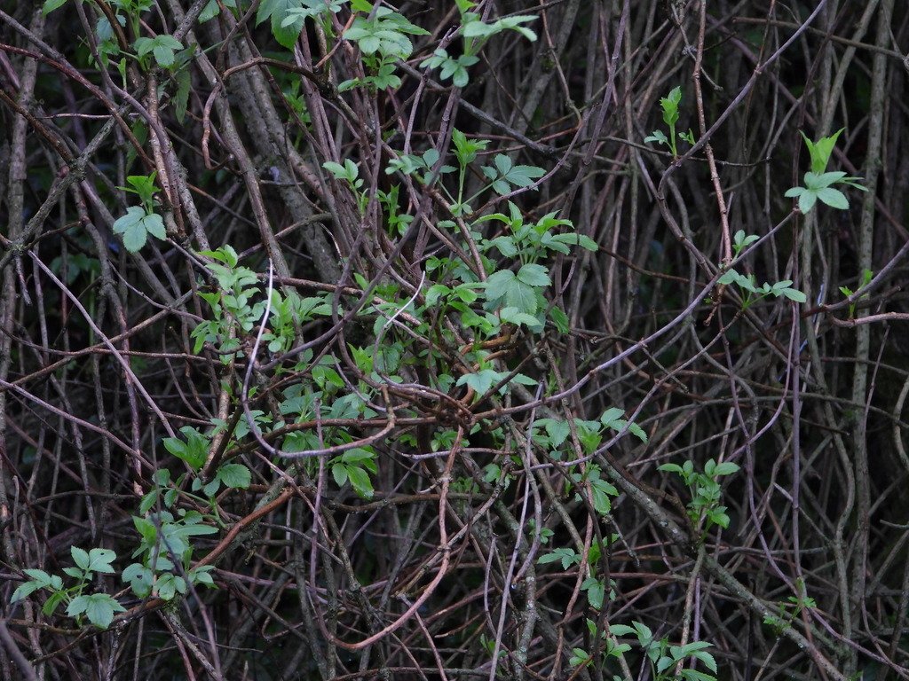Sambucus nigra photograph 5