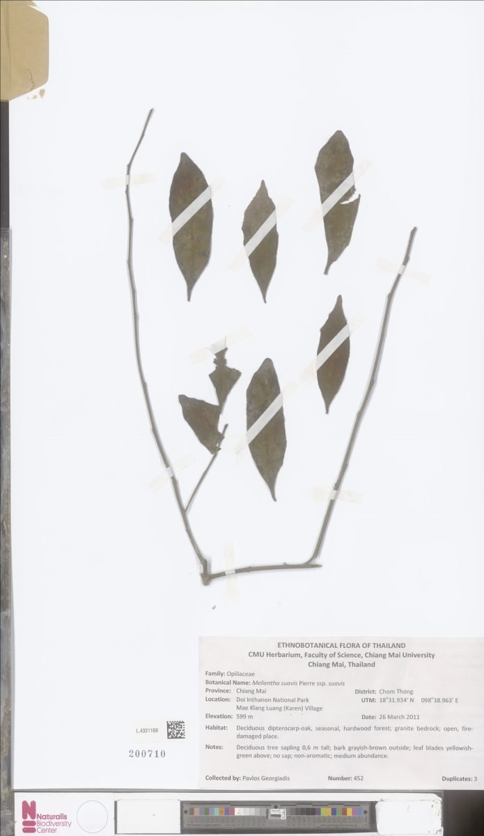 Melientha suavis photograph 3