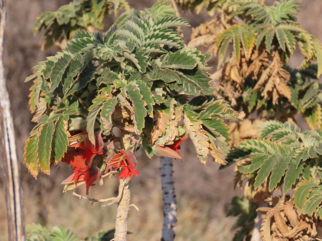 Melianthus comosus photograph 4