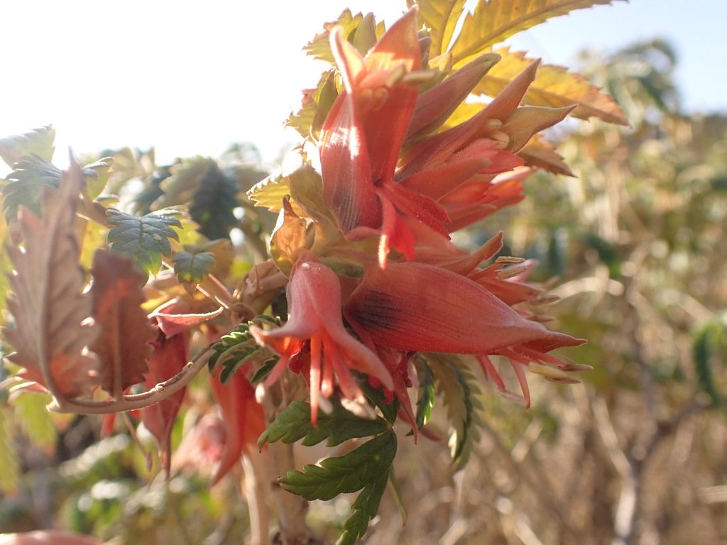 Melianthus comosus photograph 5
