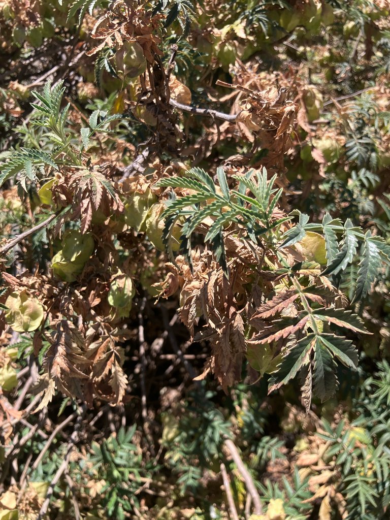 Melianthus comosus photograph 2