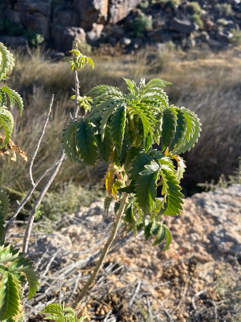 Melianthus comosus
